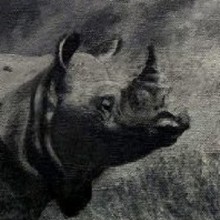 Rhinoceros