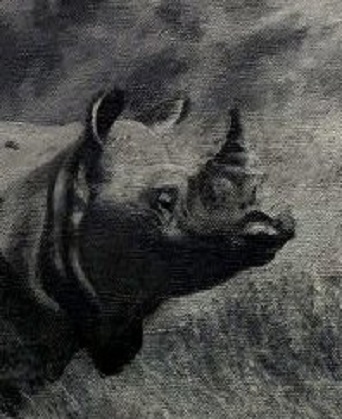 Rhinoceros